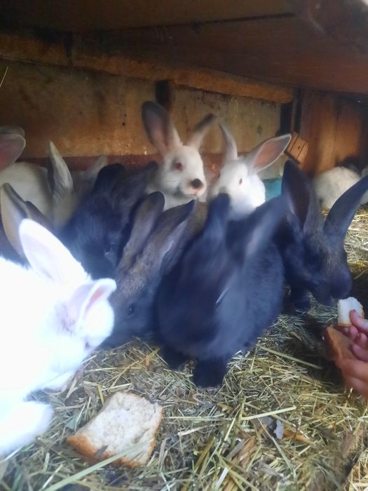 КРОЛИКИ от 4500тенге
