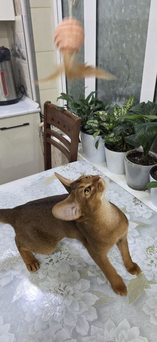Продам:  Абиссинский кошка