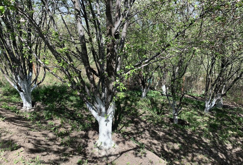 Дача «Родники» саяжай уйі