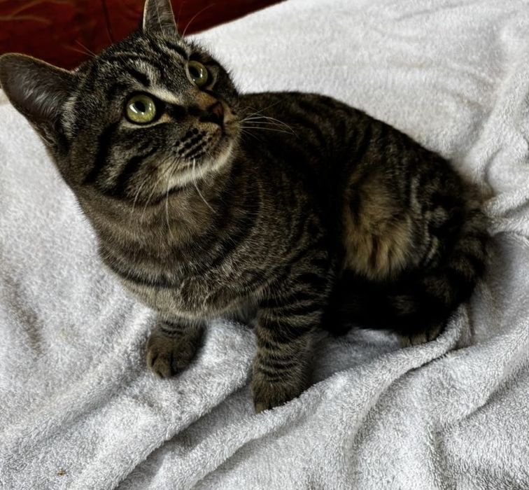 Отдам котенка в добрые руки