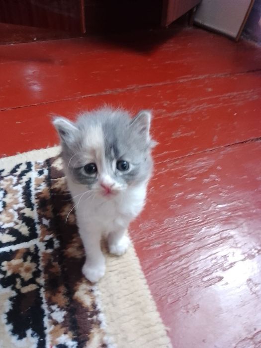 Домашние котята раздам только в добрые руки