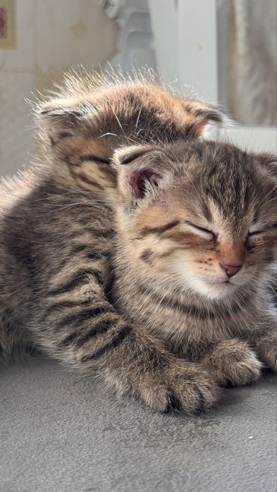 Шотландские вислоухие котята, 4 месяца