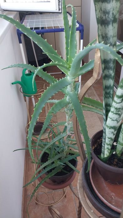 Комнатный цветок алое