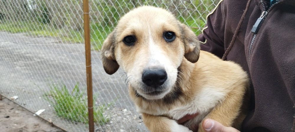 Подарявам Кученца (+ транспорт) кръстоска