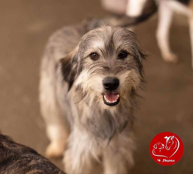 Отдам в хорошие ручки