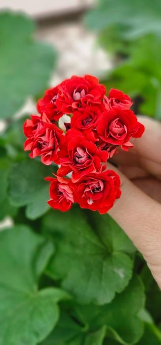 В продаже  герани