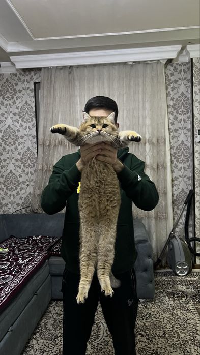 Kuyovlikka nomzod zolotoya shinshila ogil bola