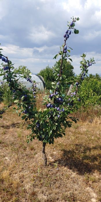 Prune,productie proprie.