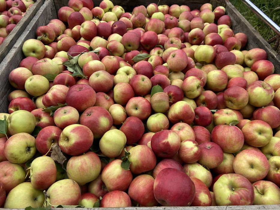 Vand mere Idared, Golden, Florina