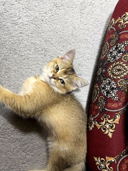 Mushuk Золотая шиншилла