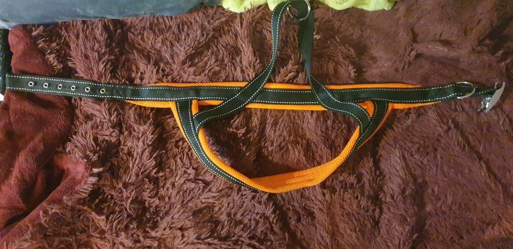 Ham caine talie mare