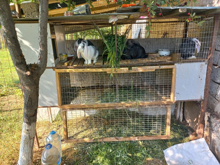 Клетка для кроликов.