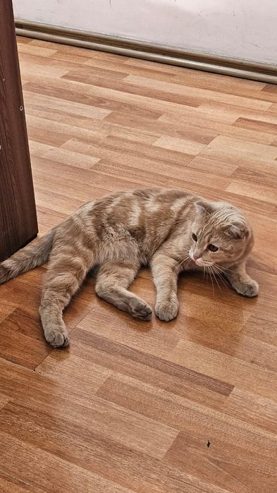 В Добрые руки молодой котик