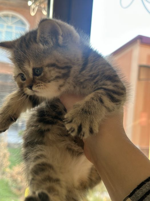 Вязка Британцкий страйт