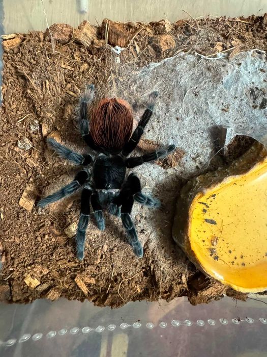 Паук птицеед Brachipelma Vagans (самка)