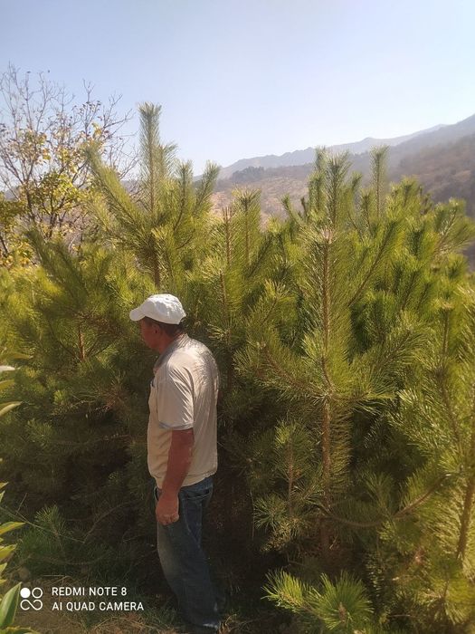 Продам крымские сосны.