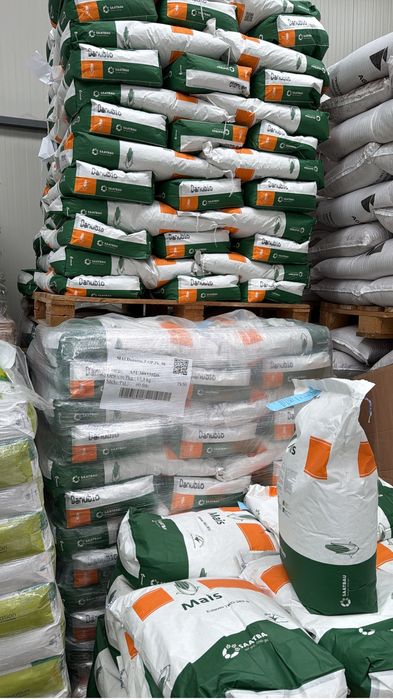 Seminte Porumb si Floare