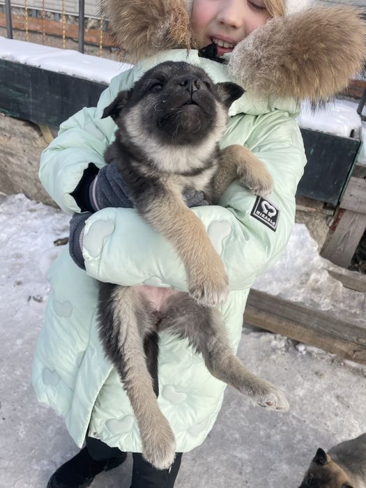 Отдам красивых упитанных щенят