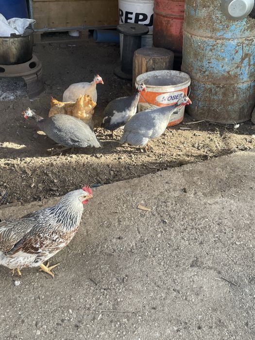 Vand /schimb bibilica-mascul