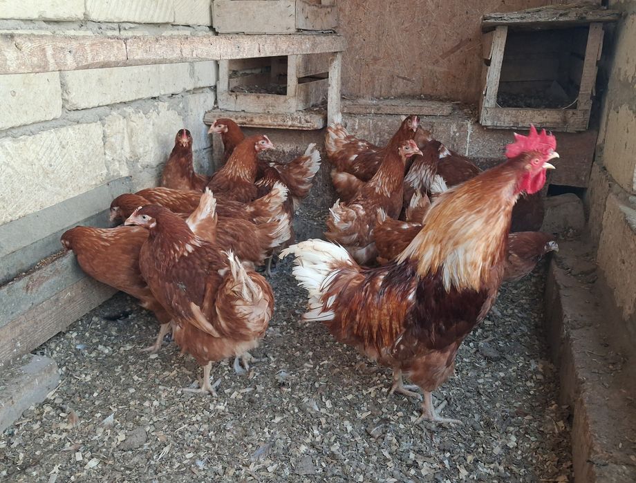 Несушка тауыктар сатылады