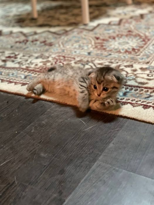 2 мальчика и одна девочка