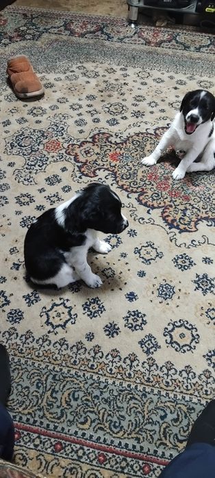 Отдам Щенки даром