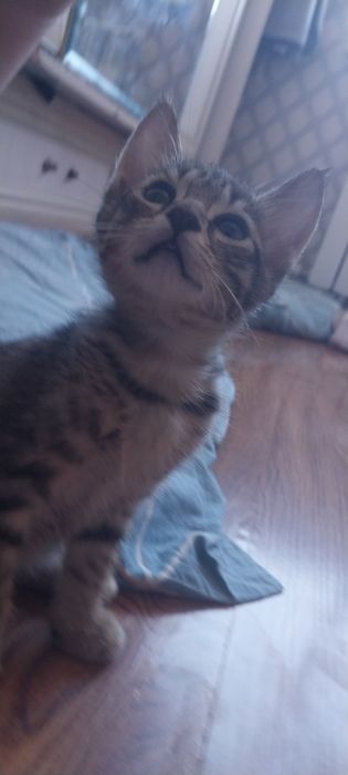 Tekin uy mushukchalari