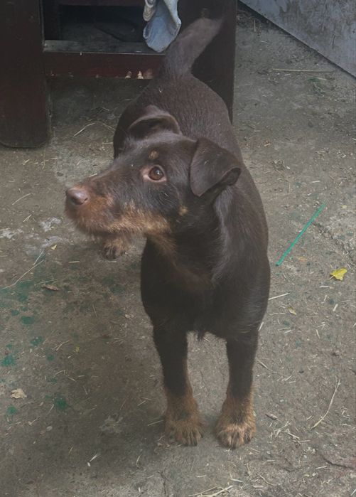 Vând jagdterrier femellă 2 ani