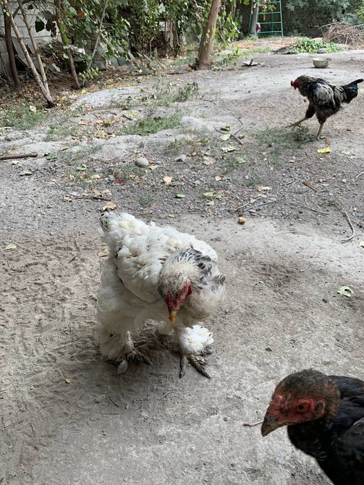 Biramalar zudlik bilan sotiladi 1/2