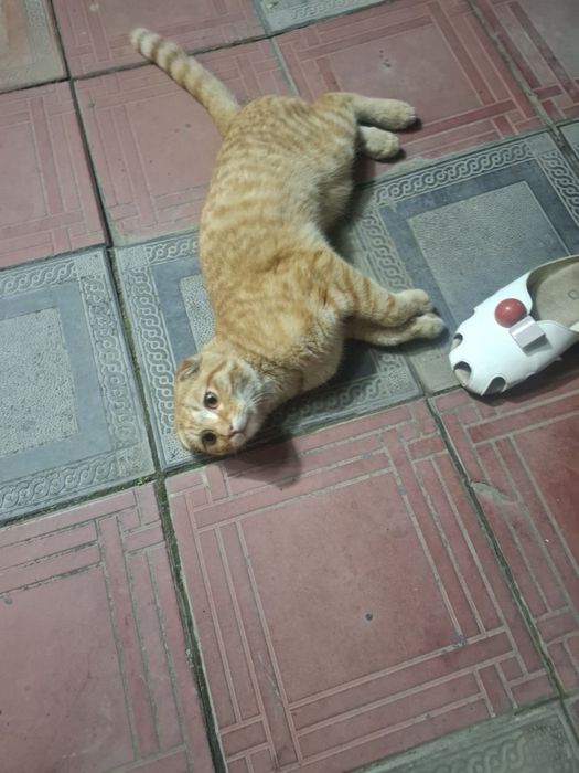 Отдам в хорошие руки кот очень ручной и лассковый