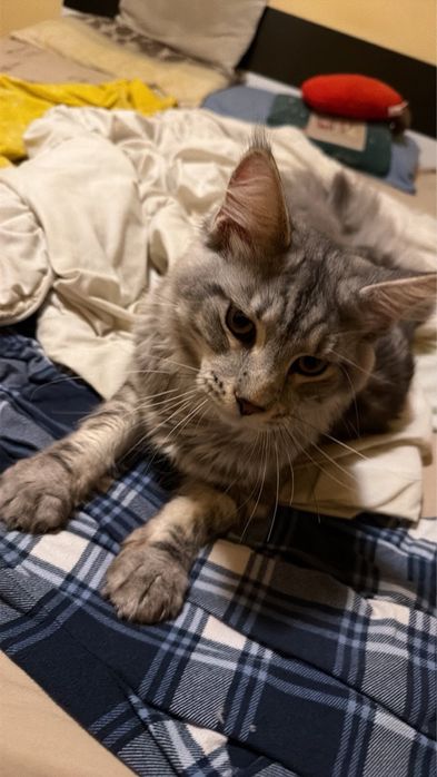 Мейн Куун мъжко коте