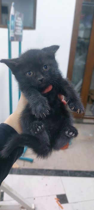 Отдаю котят БЕСПЛАТНО