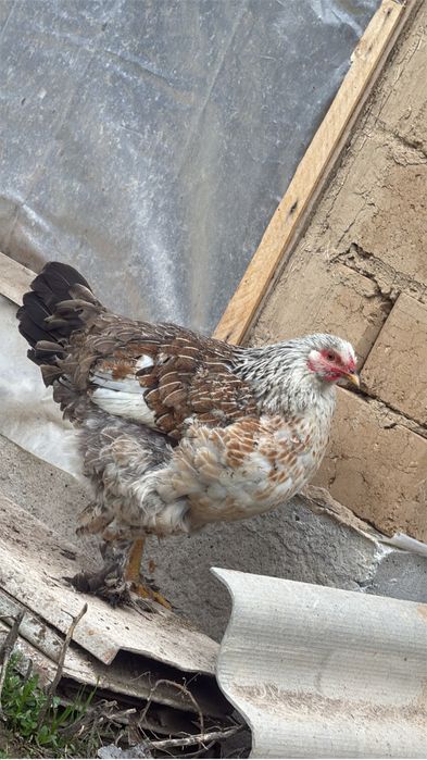 Брамма тауықтар сатылад