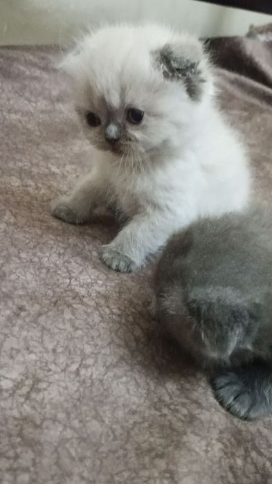 Котята скотиш фолд и страйт