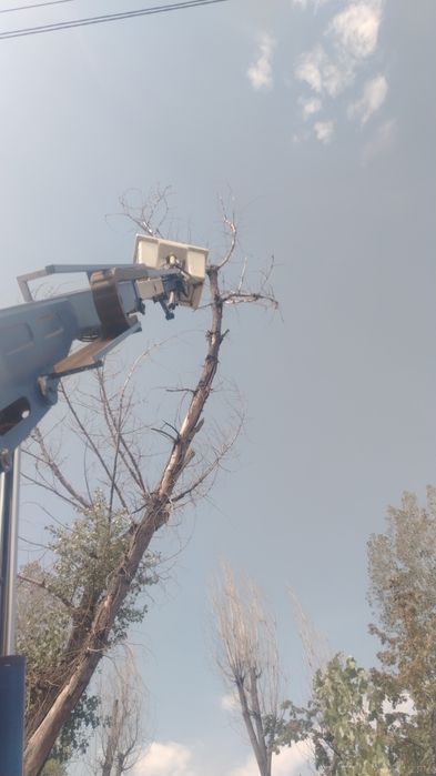 Пилим деревья санитарная обрезка