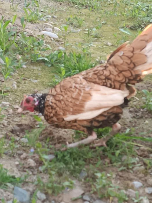 Sebrayt zotli tovuqlar