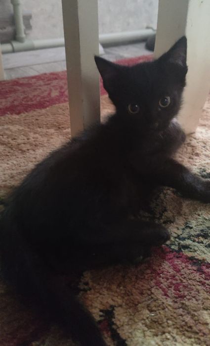 Котенок бесплатно