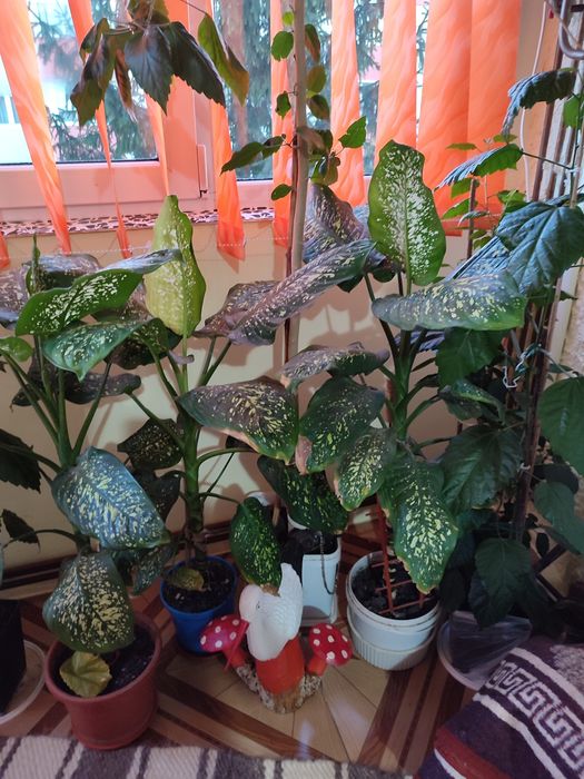 Plante apartament sau birou -- celeai mici preturi !!!