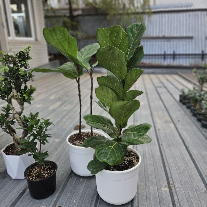 Комнатные цветы продам