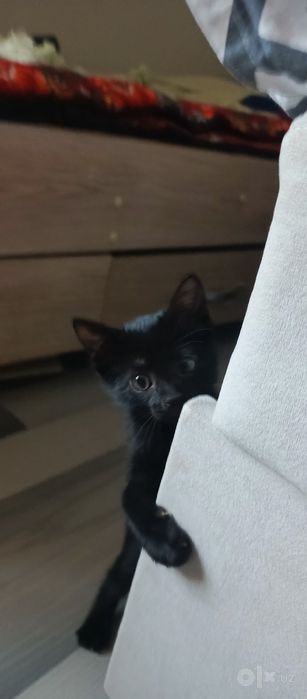 Котята в хорошие руки