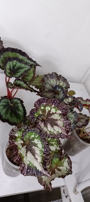 Бегония:1800 тенге