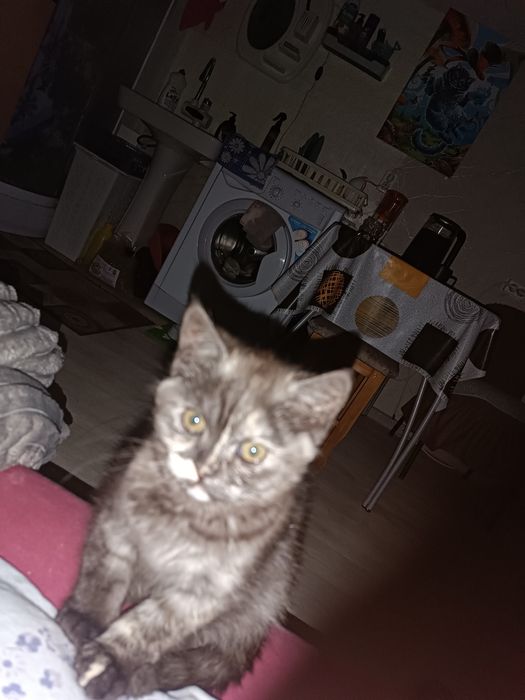 Продам кошечку британка