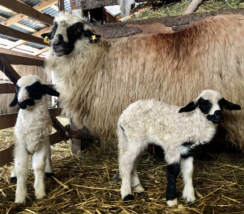 Miel și mia de vânzare