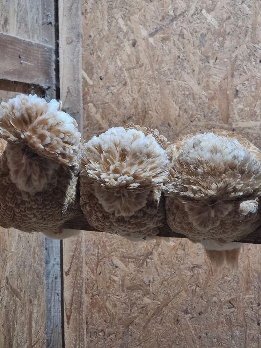 Familie Paduane Çhamoise