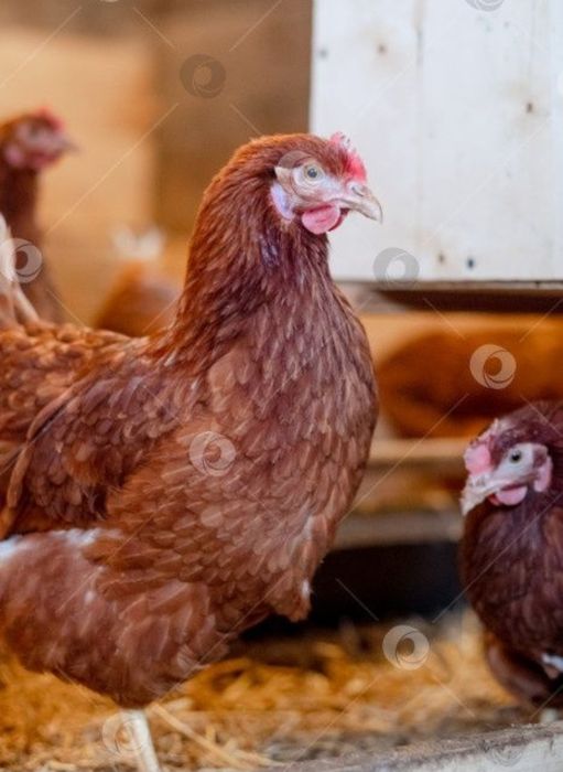 Куры Несушка Тауык