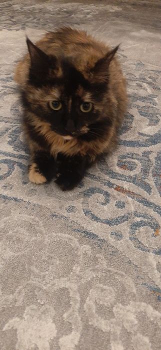 Кишка сибирская милашка