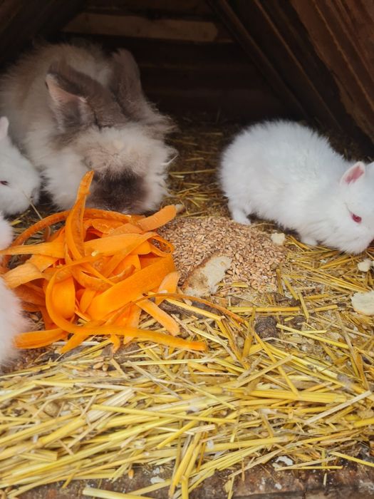 Iepurași cap de leu