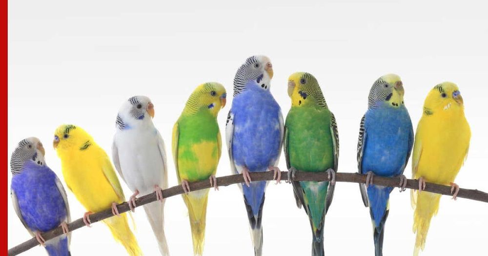 Прода м волнистые попугай