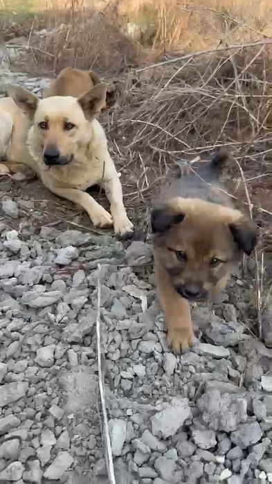 щенки от помесной овчарки