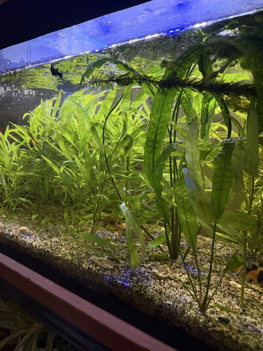 Продам акварим со всеми аксесуарами, зеленями и рыбами